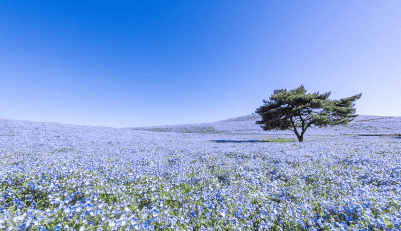 茨城自由行｜1. 國營常陸海濱公園